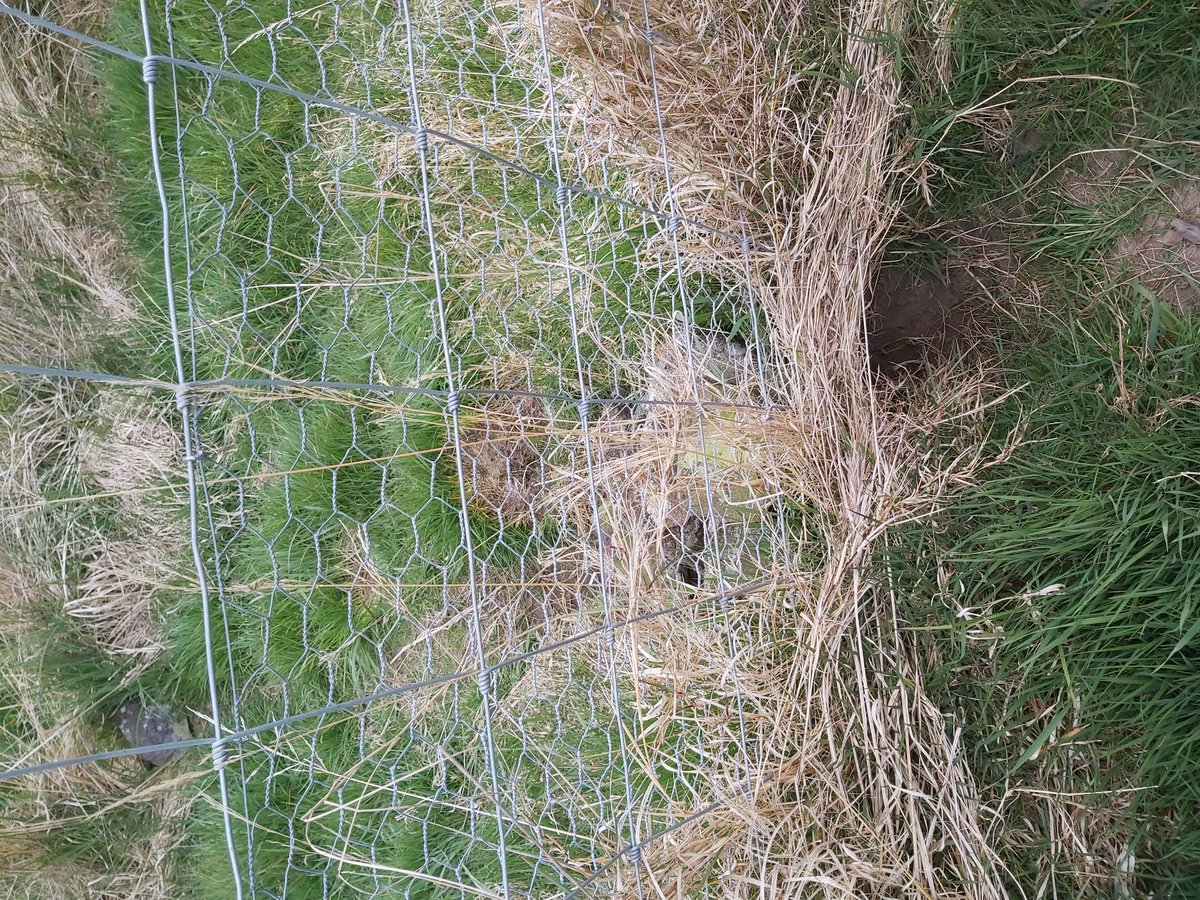 'Why not just fence the rabbits out?'Well, the landowners do. Rabbits however, can dig. They can also chew through wire. Plus, larger mammals such as badgers and foxes can plow through/under fences, making further access points.Part of our job is patrolling and shoring fences