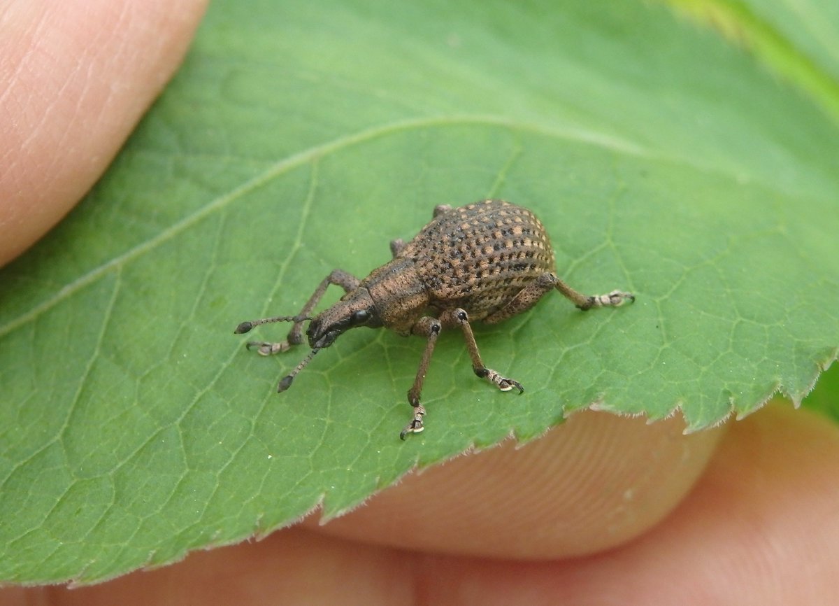 虫の日 ということで本物のゾウムシと折り紙のゾウムシ