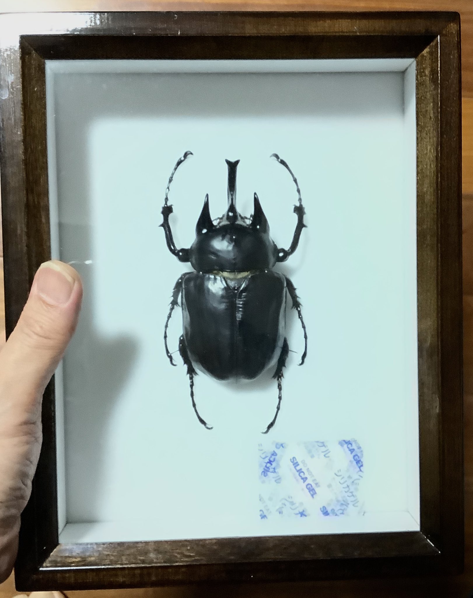 【昆虫標本】アクテオンゾウカブト　胸角の長い良型 fit=scale-down,w=1200