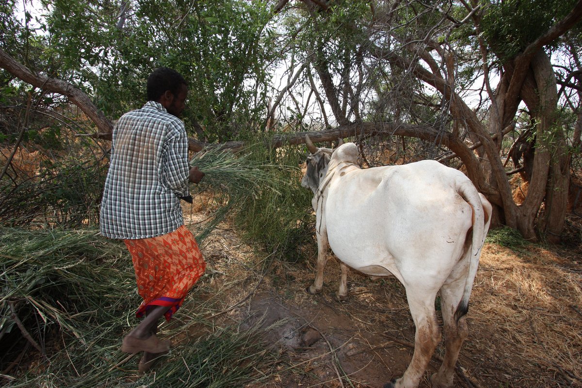 Braced Programme (@braced) on Twitter photo County Climate Change fund mechanisms are supporting communities in #Kenya to build #resilience to #climate change through a participatory approach – but the long-term success of CCCF investments is a challenge: read more in our <a href="/Braced/">Braced Programme</a> <a href="/ODIclimate/">ODIclimate</a> study: braced.org/resources/i/Ea… County Climate Change fund mechanisms are supporting communities in #Kenya to build #resilience to #climate change through a participatory approach – but the long-term success of CCCF investments is a challenge: read more in our <a href="/Braced/">Braced Programme</a> <a href="/ODIclimate/">ODIclimate</a> study: braced.org/resources/i/Ea…