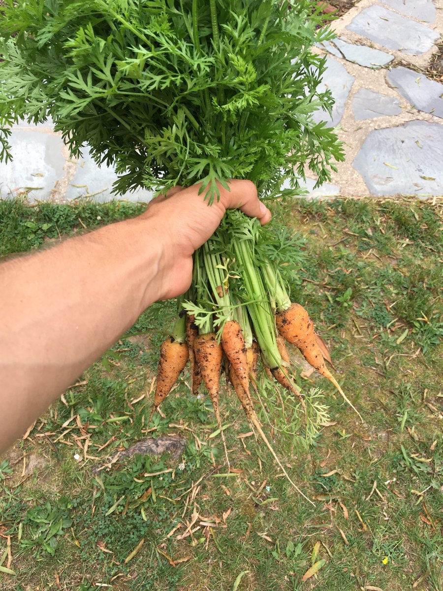 first carrots of the season