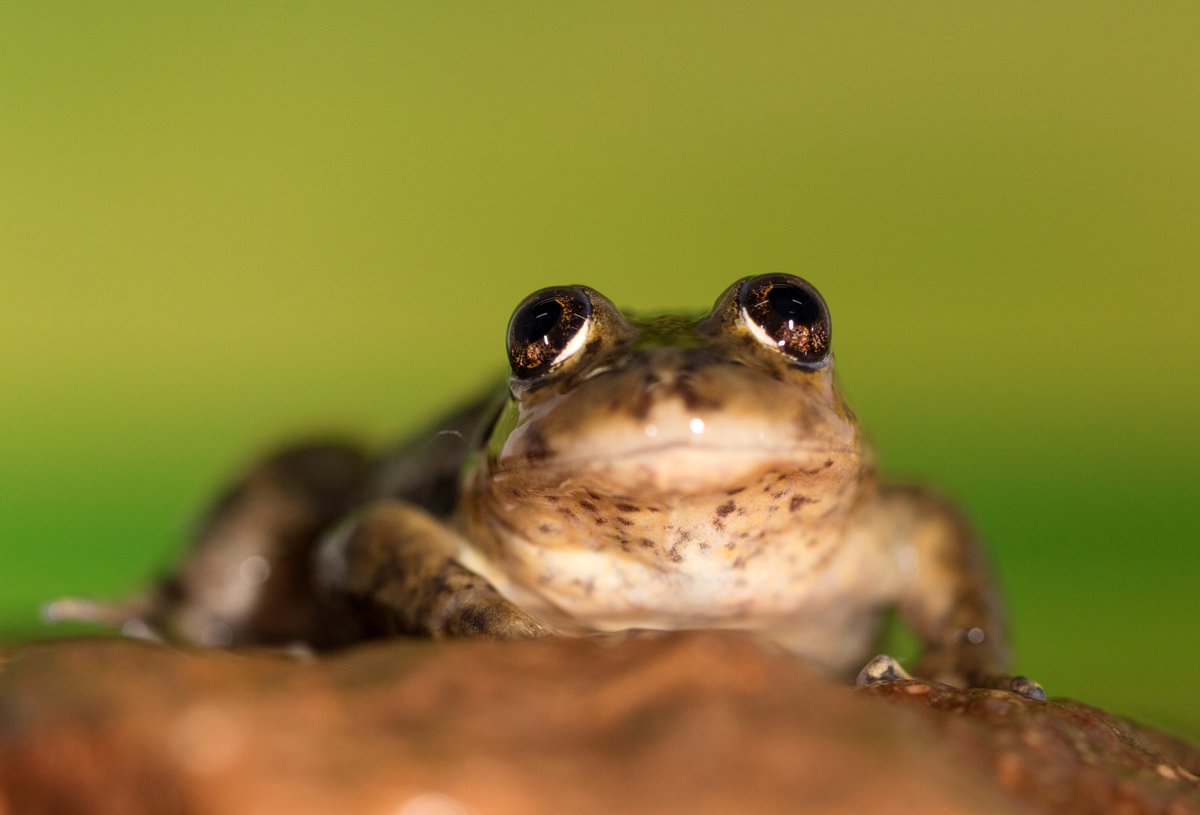 CLPawards's tweet photo. We're mega-excited to announce the WINNERS of the 2020 CLP Team Awards!🏆👏

The 19 winning teams will conserve an array of threatened species across the world, from pangolins and puddle frogs to sawfishes and seagrasses: https://t.co/aSUAeNq6qq 

#WeAreCLP #ConservationLeaders https://t.co/N2KfFdxcHz