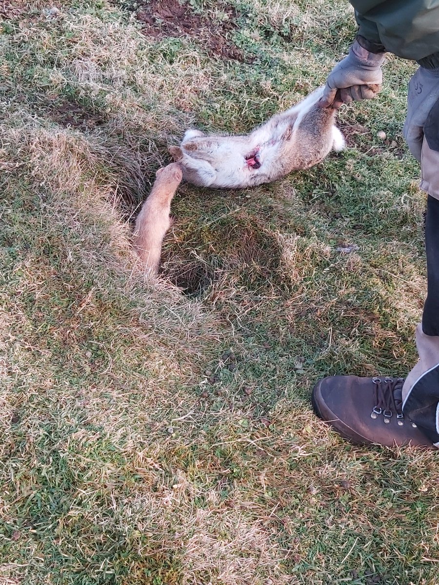 Ferret problems:'What do you do if your ferret won't come out the hole?'Some ferrets don't like the end of the day!If you have a rabbit already, enticing the ferret out with it far enough for you to safely get to pick your ferocious warrior out generally does the trick.