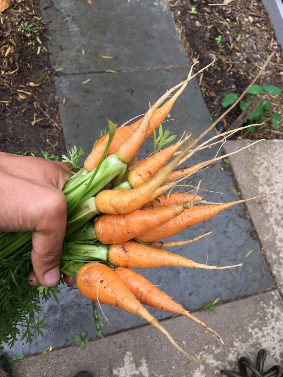 first carrots of the season