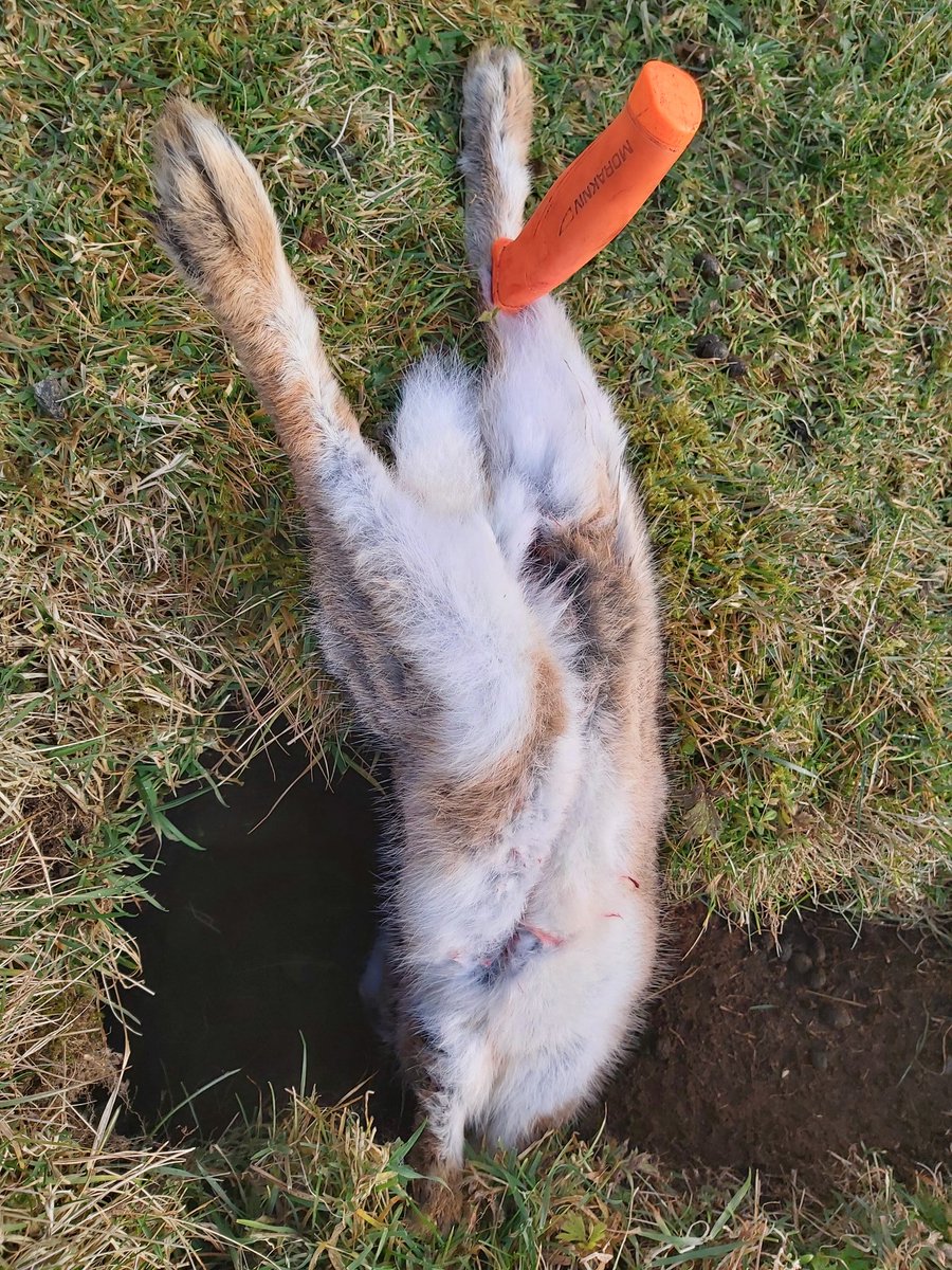 It may take some time. Don't forget to peg your rabbit or ferret will simply drag it into the hole and eat in there.Then go to sleep. You'll wish you brought sandwiches for yourself. (Please note, this is a dead, gutted rabbit.)