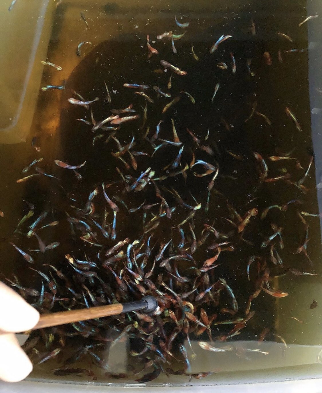 Arifbetta Ikan Laga On Twitter Amn Yusop Buih Kosong Tiada Telur Kalau Dah Mengawan Baru Ada Twitter