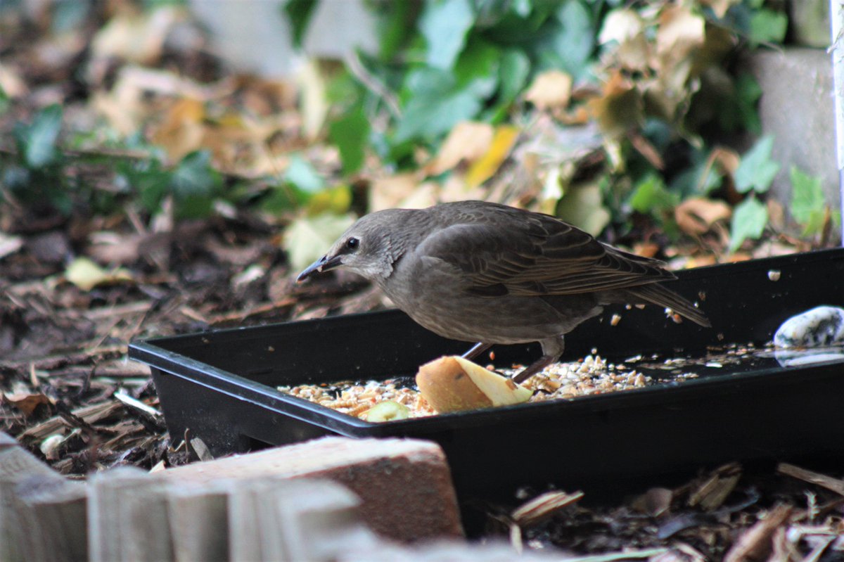 LauraJL22's tweet photo. @BBCSpringwatch This beautiful bird came into my garden today &amp; I’m unsure what breed of bird...? I have checked in my books &amp; online could you tell me? The closest i came was a female starling? #Springwatch #Springwatch2020 #gardenbirds #nature #lockdown https://t.co/4suLMlp8YN