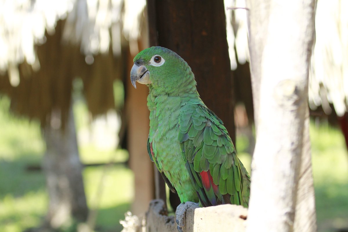 Mealy Parrot
Another parrot you can see on pipeline Road.  It is one of those that likes to be in big trees, it feeds on different fruits in the forest.