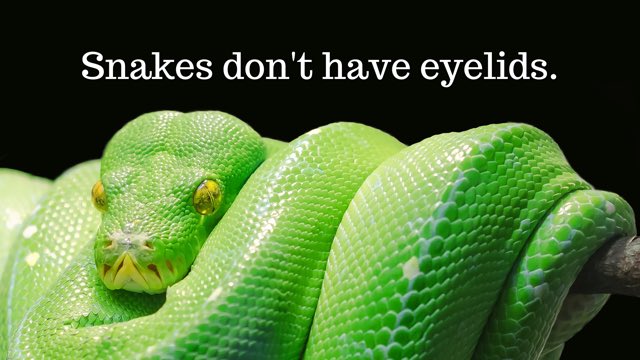 #reptiles #snakes #animal #wildlife #noeyelids