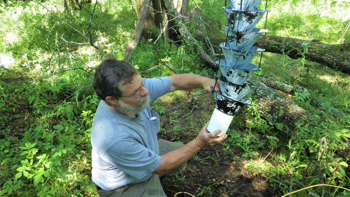 RNCan's tweet photo. Vous êtes-vous déjà demandé quels insectes se cachent dans les forêts de l’enchanteresse Î.-P.-É.? Nos scientifiques ont arpenté tous les recoins de la province pour le découvrir. 🪲

Lisez notre article dans #ScienceSimplement pour en savoir plus : https://t.co/1331yBQWUz https://t.co/znnoGrodQo