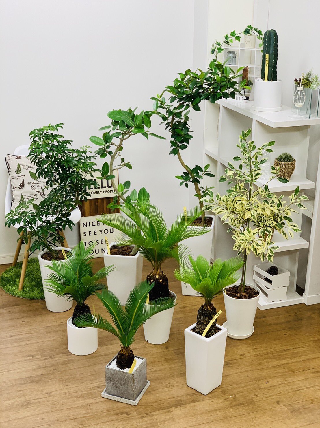 観葉植物のお店 E Ran Twitterissa 6月4日入荷の植物達です٩ ᐖ و ソテツ 斑入りガジュマル シェフレラ コンパクタ フィカス ベンガレンシス フランスゴムの木 トゲなし柱サボテン 観葉植物専門店e Ran T Co Pmy2co7clw T Co 090ijfnukg