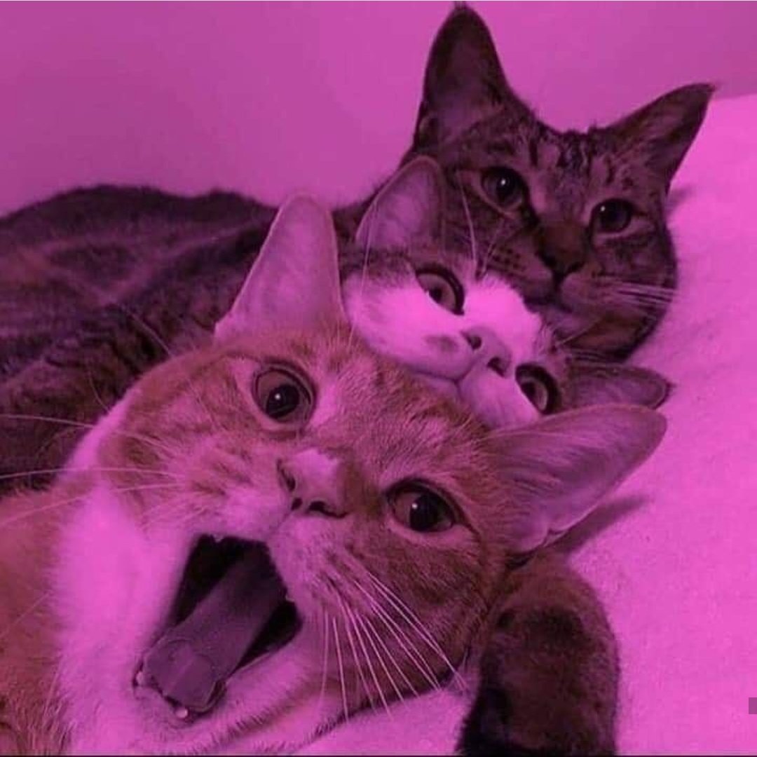 Котики Эстетика
