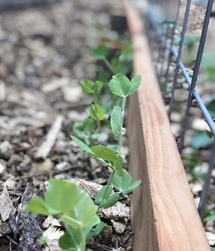 We are thrilled to see our TLC garden taking shape! With the generous support of Vasby Tree Tech, Dail &amp; Sons Landscaping, McCords Garden Center and Tractor Supply, we are using the Back to Eden gardening concept and hoping for a bountiful crop straight from farm to table!