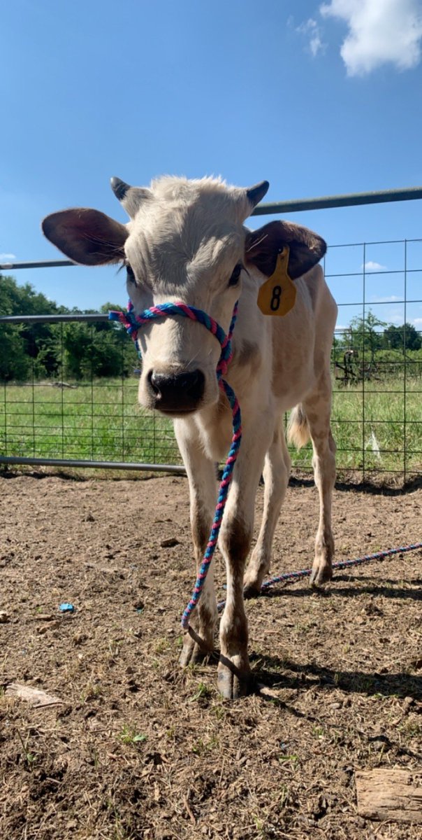 LonghornsBm's tweet photo. By far the most photogenic calf I know 😍😍 

#cowtwitter #minilonghorn #longhorncattle #cattlepost #registeredlonghorn https://t.co/vgIKWSS7Fm