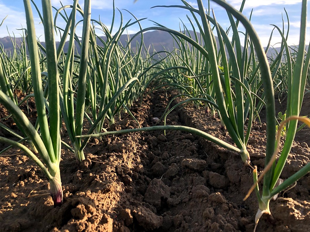 As the country opens up, the onion market is looking up. Catch the latest Market and Crop Update right here: onionbusiness.com/market-and-cro… #market #crop #onion #stillfarming #onionbiz