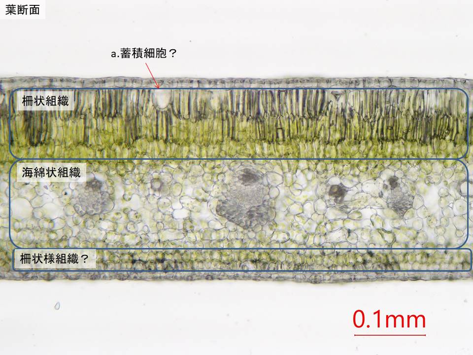 植物顕微鏡写真 趣味 A Twitter ウンシュウミカンの葉 1枚目 葉断面 2枚目 向軸側表皮 3枚目 背軸側表皮 解説はサボる