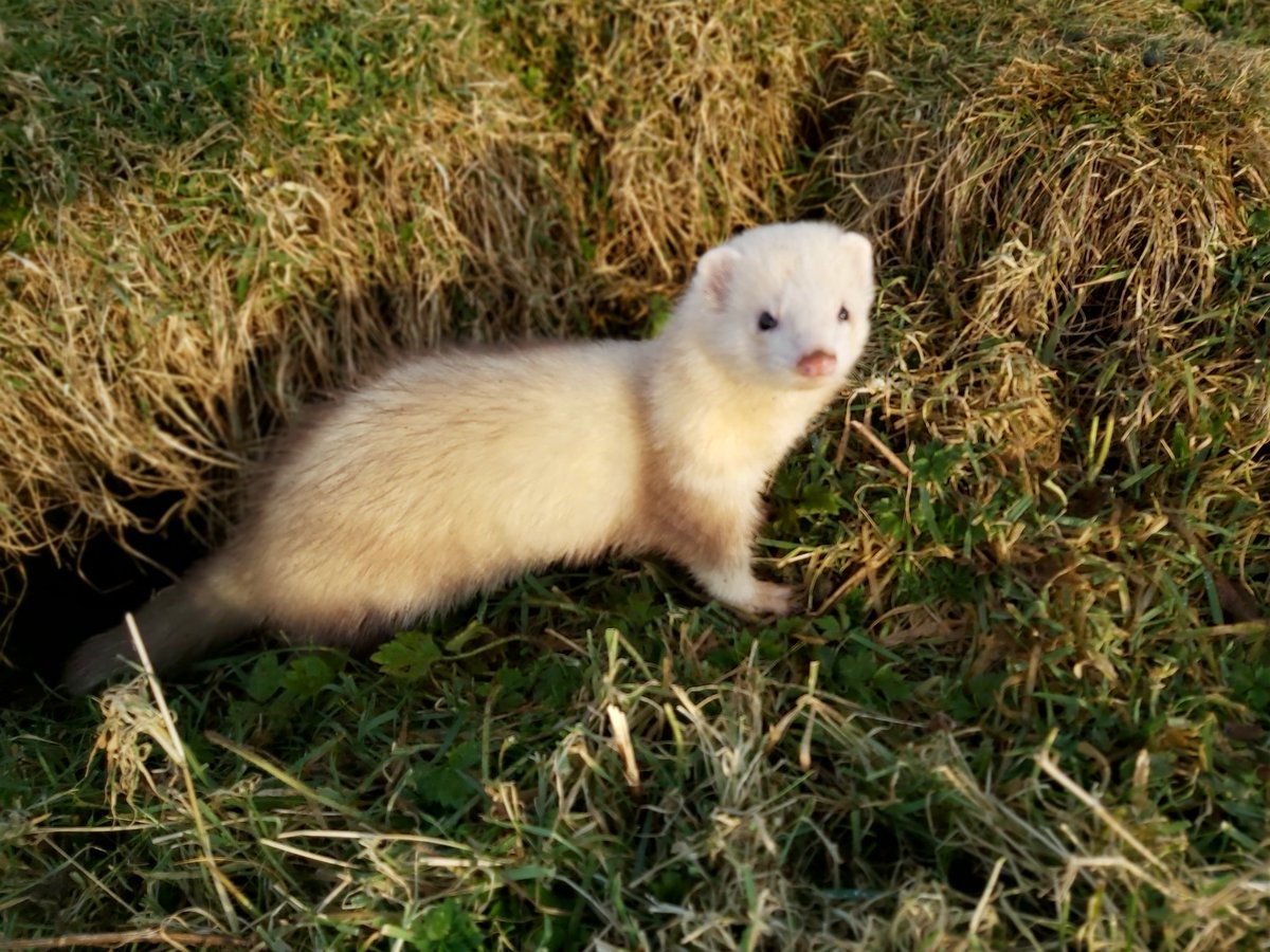 Gratuitous ferret pics.The skinny Jill in the last picture is 'The Weasel'.