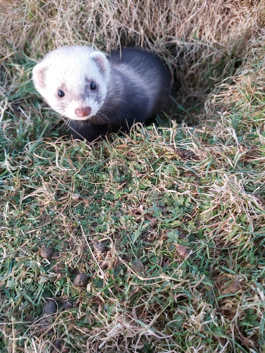Gratuitous ferret pics.The skinny Jill in the last picture is 'The Weasel'.