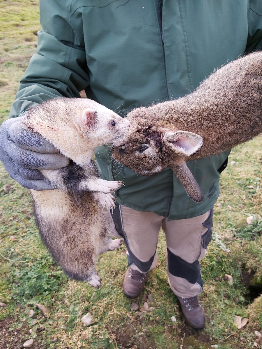 Gratuitous ferret pics.The skinny Jill in the last picture is 'The Weasel'.