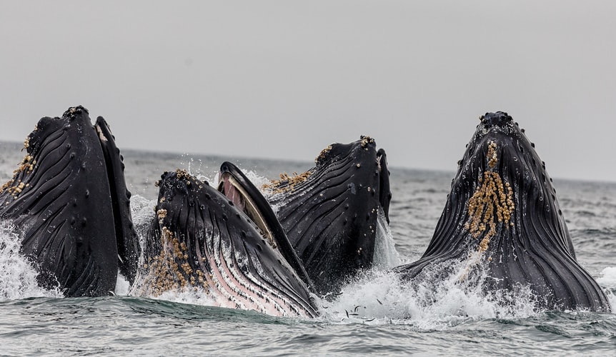 whalesorg's tweet photo. Good news alert! 🤩 East Australian humpback #whales are recovering from near extinction, with 40,000 expected off the Australian east coast this breeding season ➡️ https://t.co/KvSDENfpaZ https://t.co/gV528fxm6M