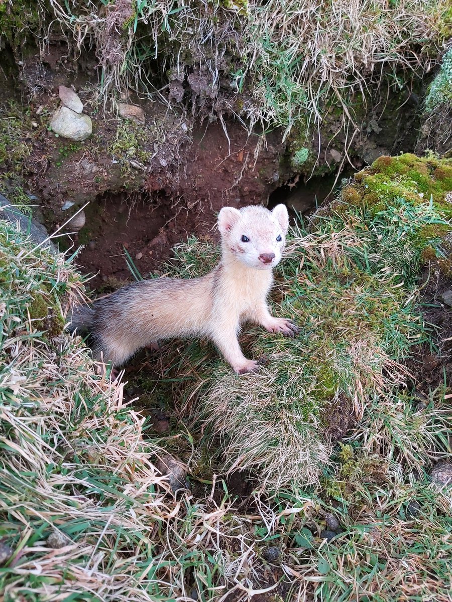 Gratuitous ferret pics.The skinny Jill in the last picture is 'The Weasel'.