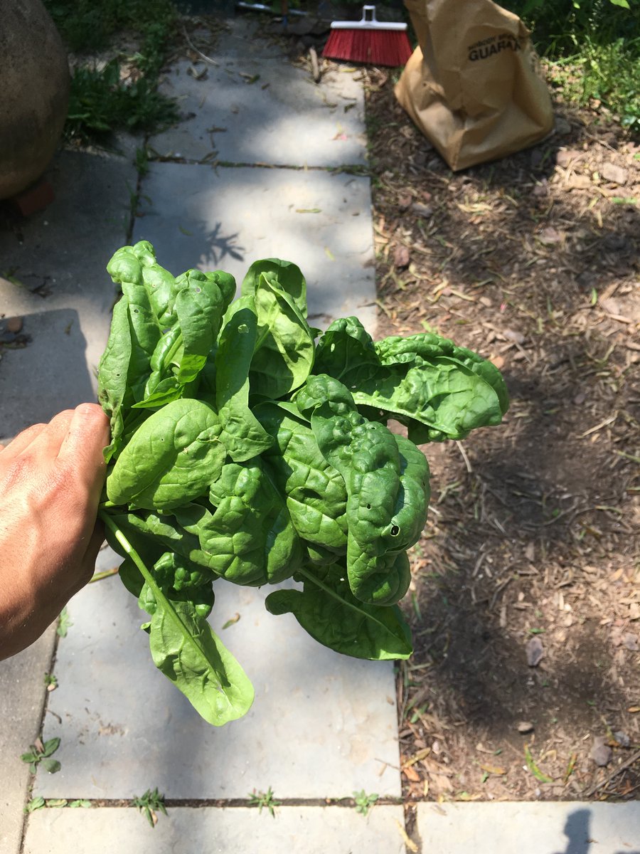 some spinach too