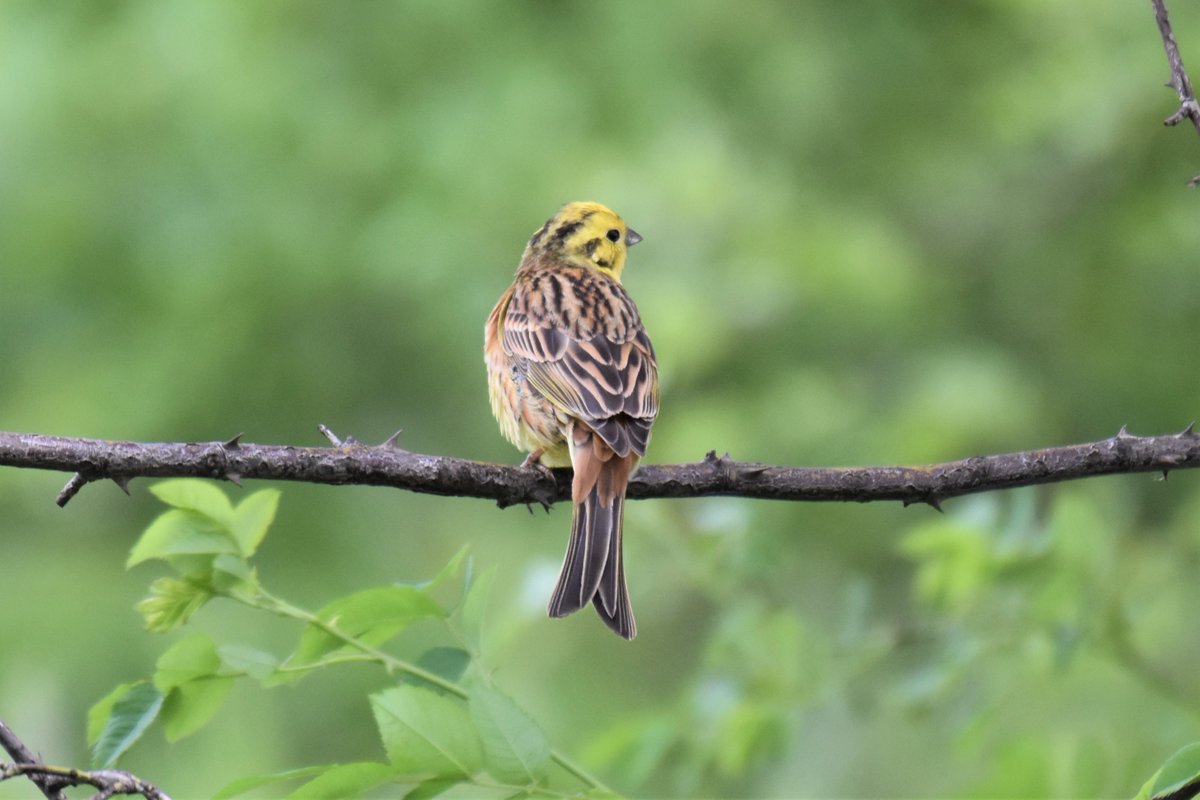 BroomfieldKeith's tweet photo. A yellowhammer in #Strathdevon showing-off its intricately patterned plumage #Clackmannanshire https://t.co/m9I48UTRR1