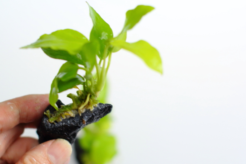 水草動画 ウィローモスやアヌビアスなどを活着させるために水草用の接着剤を使ってみました 使ってみた水草の状態 メリット デメリットをブログにまとめました T Co Jdaebxafwt 水草 水草水槽 アクアスケーピンググルー アクアリウム 水草動画 ウィローモスやアヌビアスなどを活着させるために水草用の接着剤を使ってみました 使ってみた水草の状態 メリット デメリットをブログにまとめました T Co Jdaebxafwt 水草 水草水槽 アクアスケーピンググルー アクアリウム