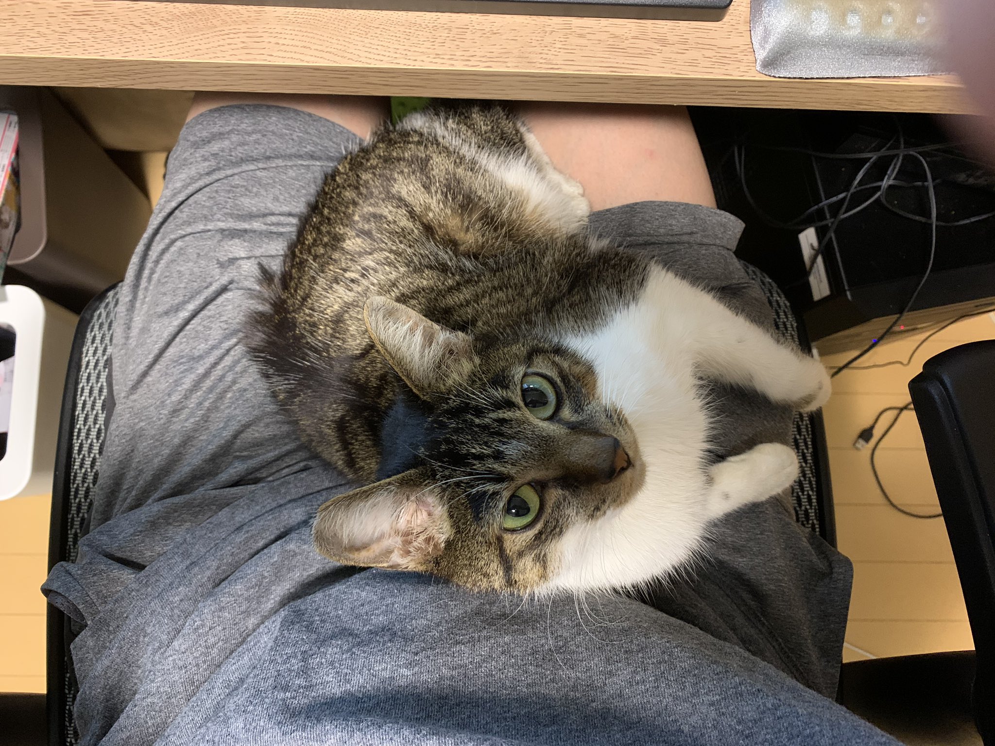 松本 猫に噛まれた傷 消毒して軟膏ぬってガーゼ当ててたんだけど 2時間経って ガーゼ外したらまだ血が出る 例え飼い主でも噛むときは殺す気でやれと教えたのは師匠であるこの私だが T Co Gnsa53gyev Twitter 松本 猫に噛まれた傷 消毒して軟膏ぬってガーゼ当ててたんだけど 2時間経って ガーゼ外したらまだ血が出る 例え飼い主でも噛むときは殺す気でやれと教えたのは師匠であるこの私だが T Co Gnsa53gyev Twitter