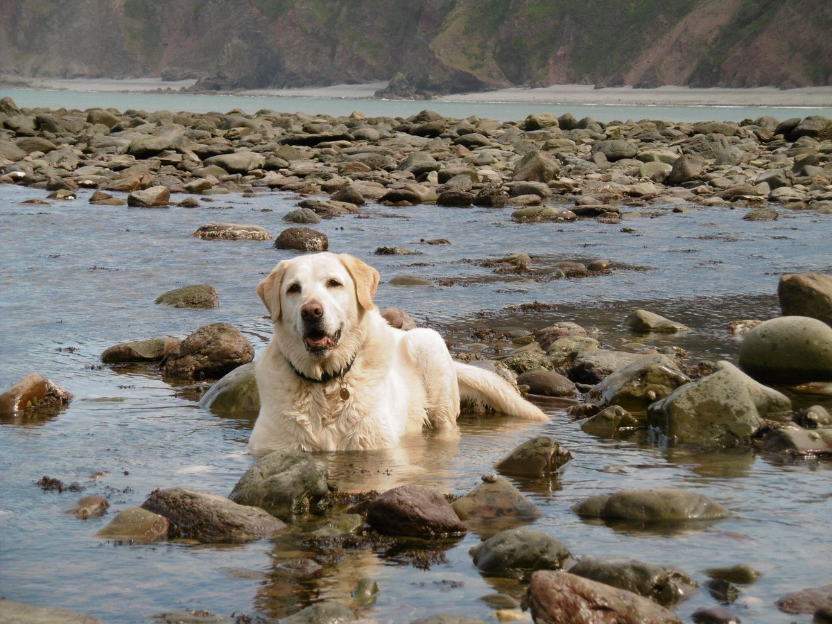 crisp_les's tweet photo. A very sad day today. I had to take my Labrador Harry to the vets for his final journey. I came home without him. He has been my best mate for nearly 14 years. In great pain with arthritis, his legs would no longer work and very unhappy. I am heartbroken. 💔 https://t.co/jUcKPovsw0