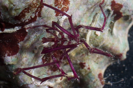 Anoplodactylus insignisLooks like it is covered in thorns. A shallow water species of the family Phoxichilidiidae, found in the Gulf of Mexico.