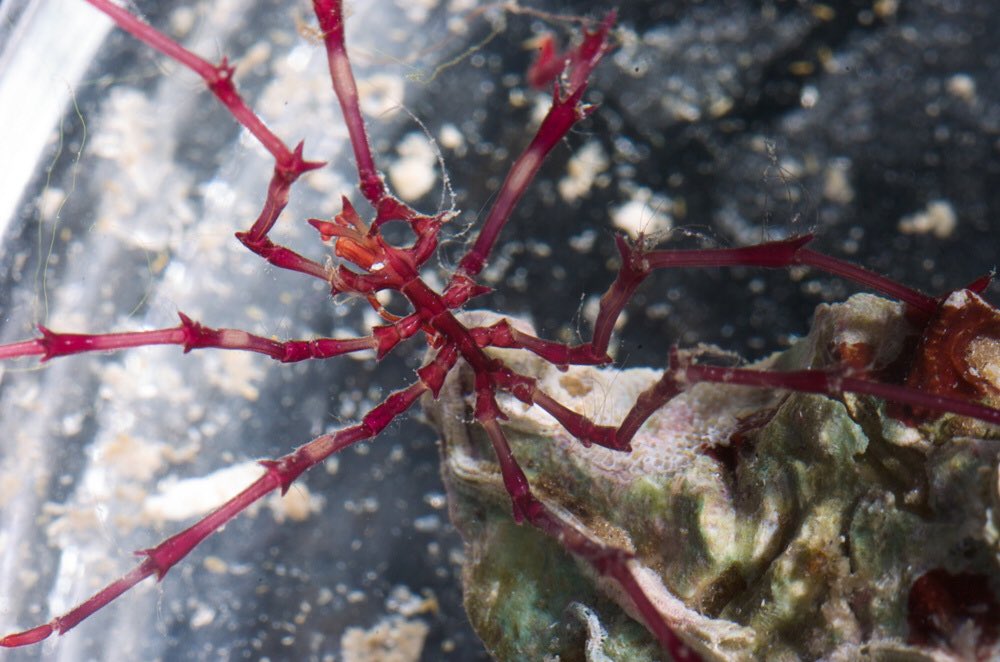 Anoplodactylus insignisLooks like it is covered in thorns. A shallow water species of the family Phoxichilidiidae, found in the Gulf of Mexico.