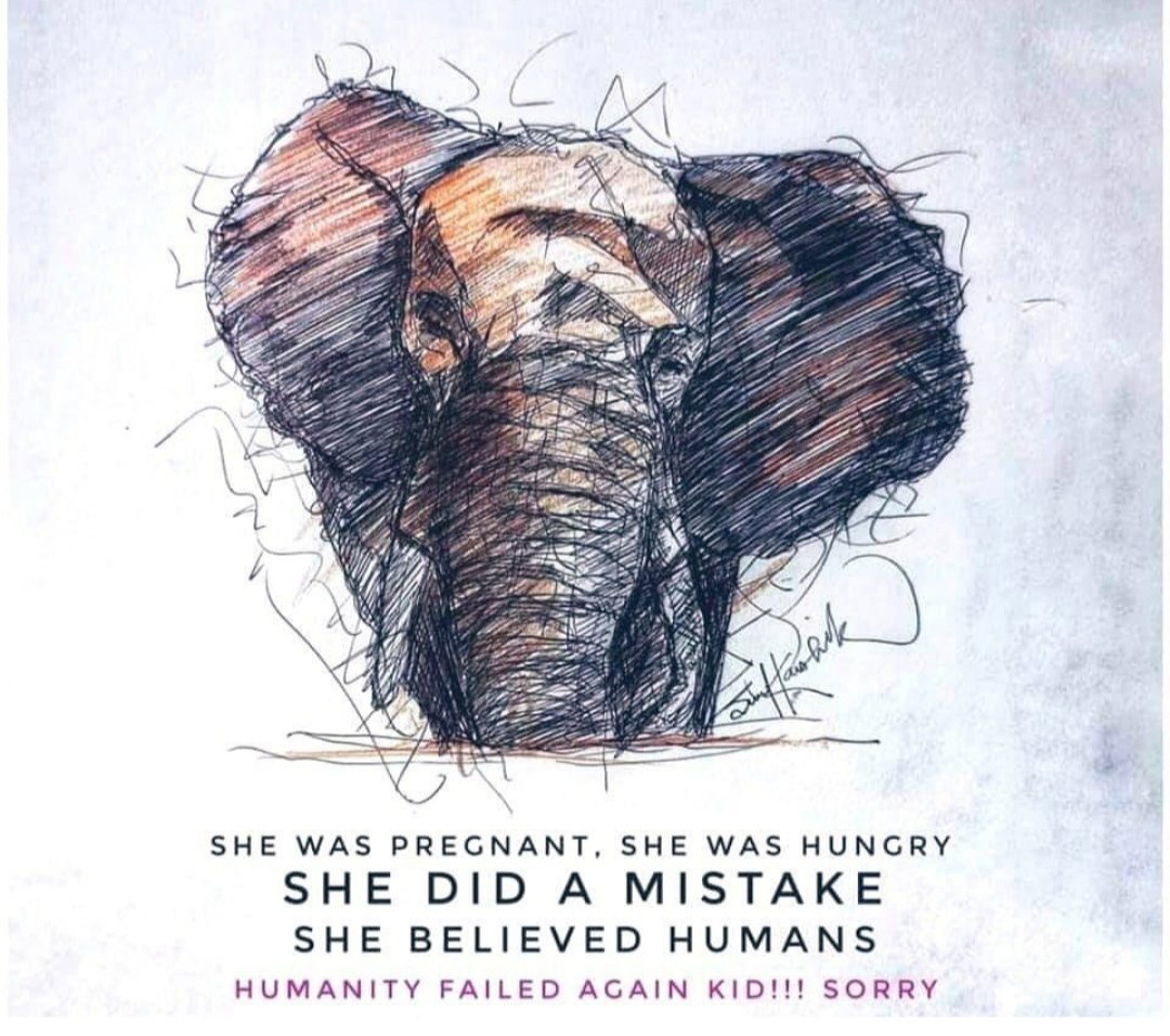 AdityaKabraAdi2's tweet photo. #JusticeForVinayaki #JusticeForElephant #Humanityfailedagain @ZeeNews Thies is not the death of vinayaki . This is the death of humanity. She was injured she was hungry but after that she didn't attack on any one their ๐๐๐๐ https://t.co/r9jB27cCMx