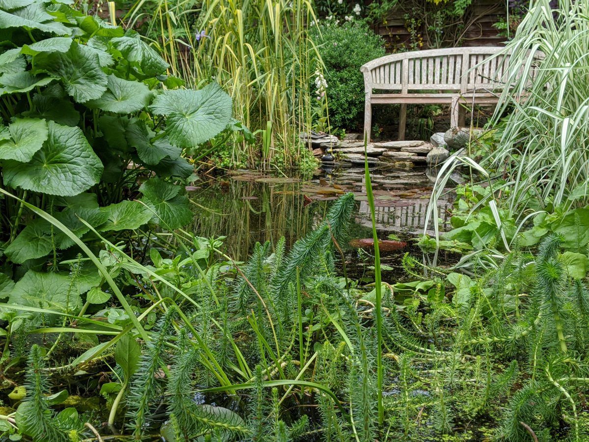 GdnLessOrdinary's tweet photo. We should have opened our Garden Less Ordinary for the National Garden Scheme on 25th May, but we have made a virtual tour instead in the hope that we can still raise much needed funds for nursing and health charities. We hope you enjoy.

https://t.co/JdPYpSBgIz https://t.co/if0goBBYYA