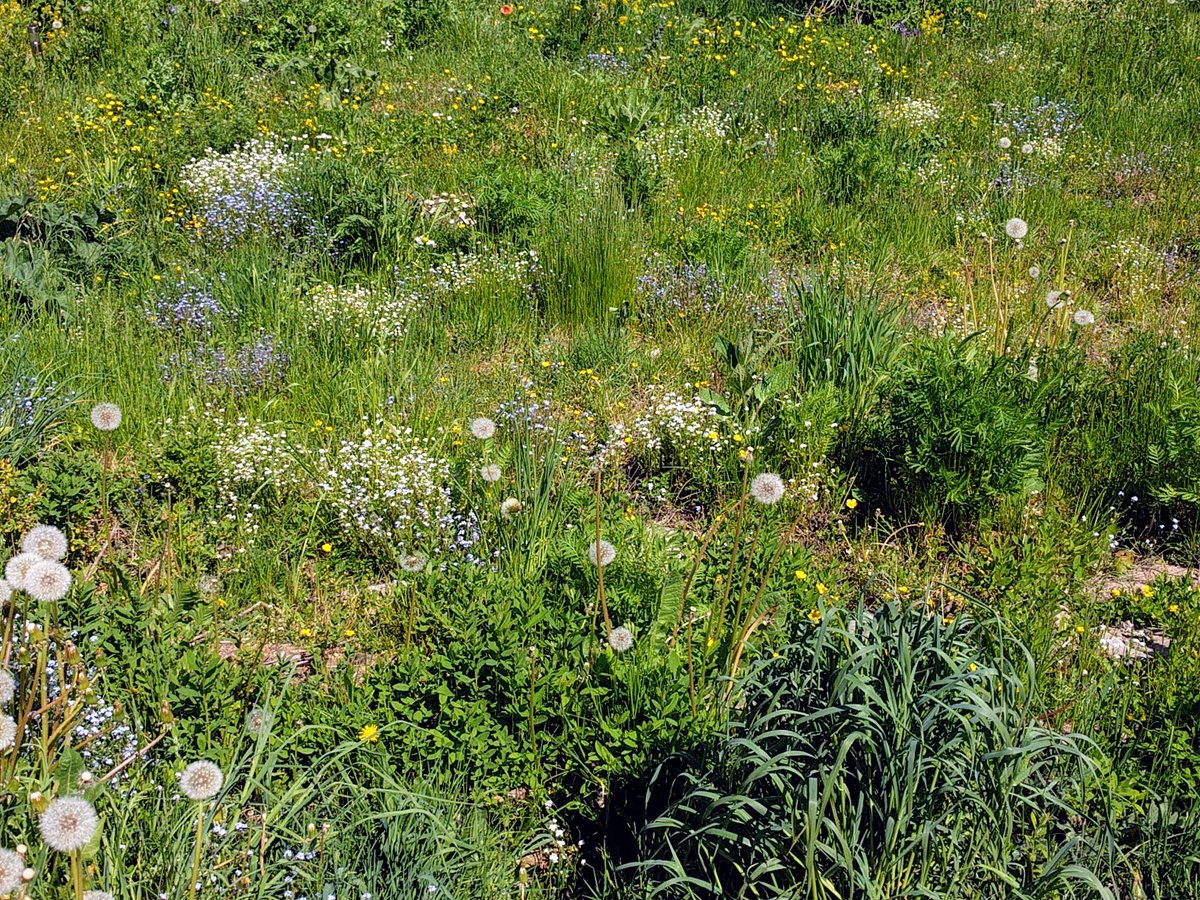 I'm participating in #30DaysWild
Today, I took the opportunity to look closely at my neighbour's front law. I always thought of it as untidy. Today I noticed the abundance of life: bees, birds, bugs. It's their safe haven. 
Have I been drowning life in my garden?
#gardenchallenge