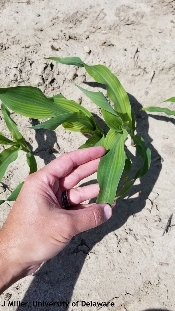 UDExtension's tweet photo. NUTRIENT MANAGEMENT CONSIDERATIONS AS WE NEAR SIDEDRESS TIME FOR #CORN 🌽 
🔗 Read article: https://t.co/8zz17iTgRh
--
by #UDel Extension Agents Amy Shober &amp; Jarrod O. Miller
(#WeeklyCropUpdate, May 29, 2020)

#Delaware #DelawareAgriculture #netDE https://t.co/2dRBfYhTgH