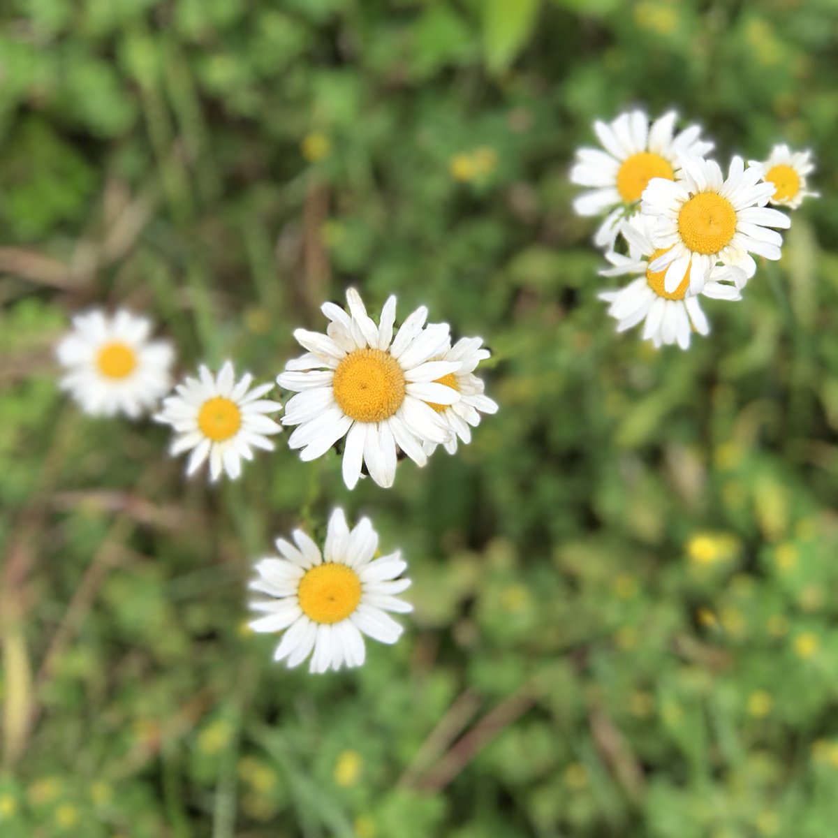 aquamistyyj's tweet photo. “Earth laughs in flowers.”
– Ralph Waldo Emerson
We only use toxic free cleaning solutions!
#ecofriendly #organicsoloutions #environmentallyresponsible #greenclean #ethical #organicsolution🌿 #enviroconscious #enviroconscious #votedmostethicalcompany #bbbtorchawards #aquamist https://t.co/ven0ovCWs3
