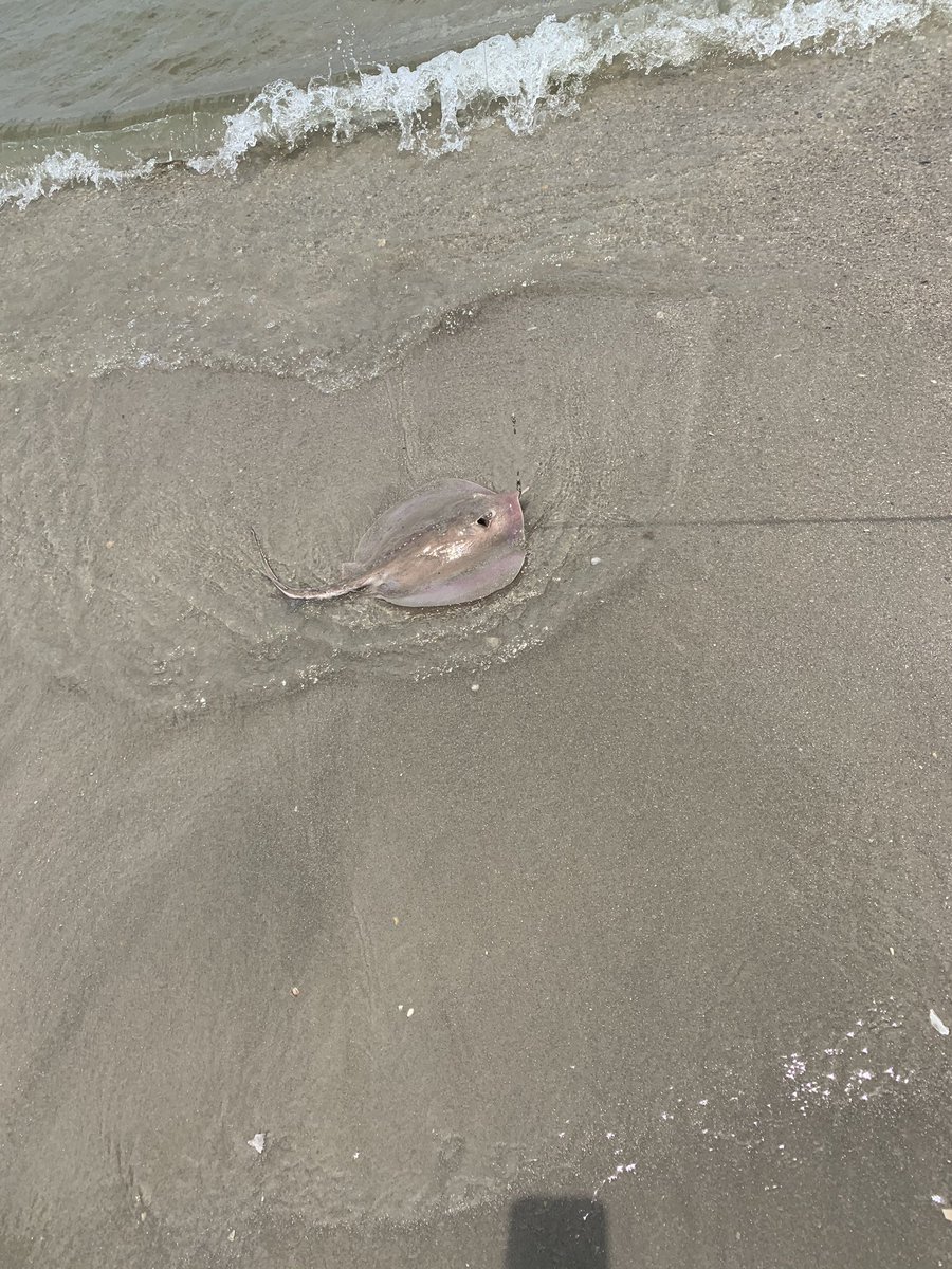 ConnivingKevin's tweet image. Went fishing on the 
beach caught a stingray.