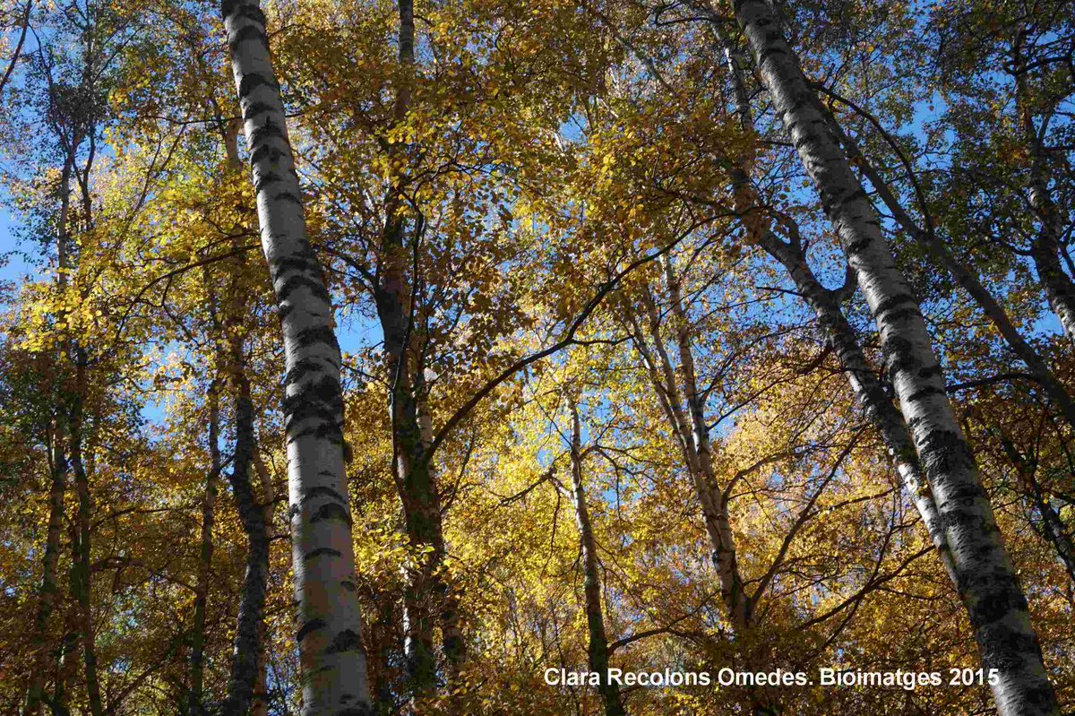 BiolegsCAT's tweet photo. El Col·legi de Biòlegs de Catalunya dona suport a la creació de l'Agència de la Natura, i proposa alguns aspectes de relevància que s'haurien de millorar de l'actual proposta.  https://t.co/7ULNBU6HhZ @mediambientcat @sosteniblecat https://t.co/WqVhKtns6j