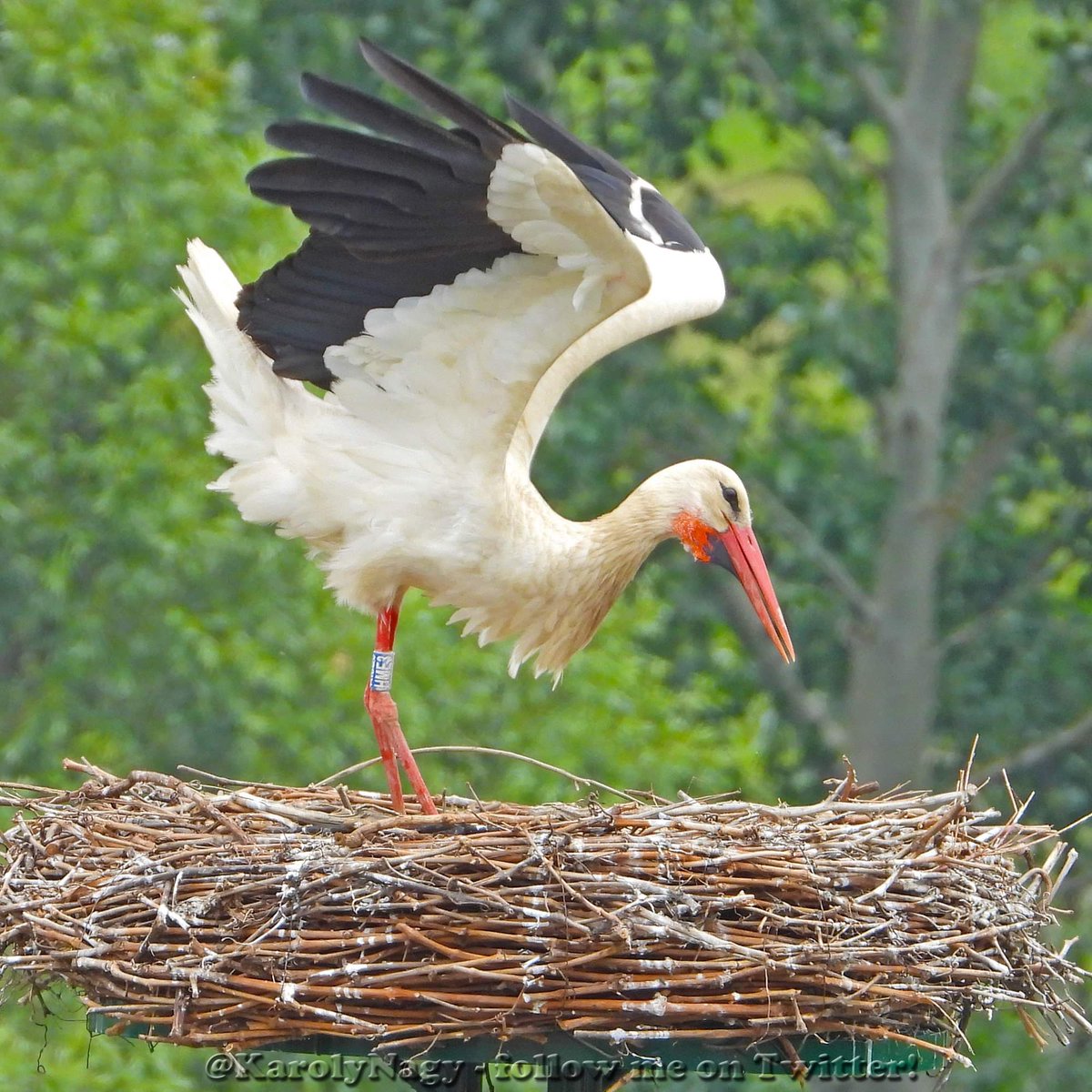 Ringed #WhiteStork :: #Bodrogkeresztúr #Hungary June 4, 2020 :: #ciconiaciconia #stork #cigogneblanche #storch #WeißStorch #birds #BirdRinging #ornithology #ornithologie #ooievaar #cigüeña #cigogne #bociany #bocian