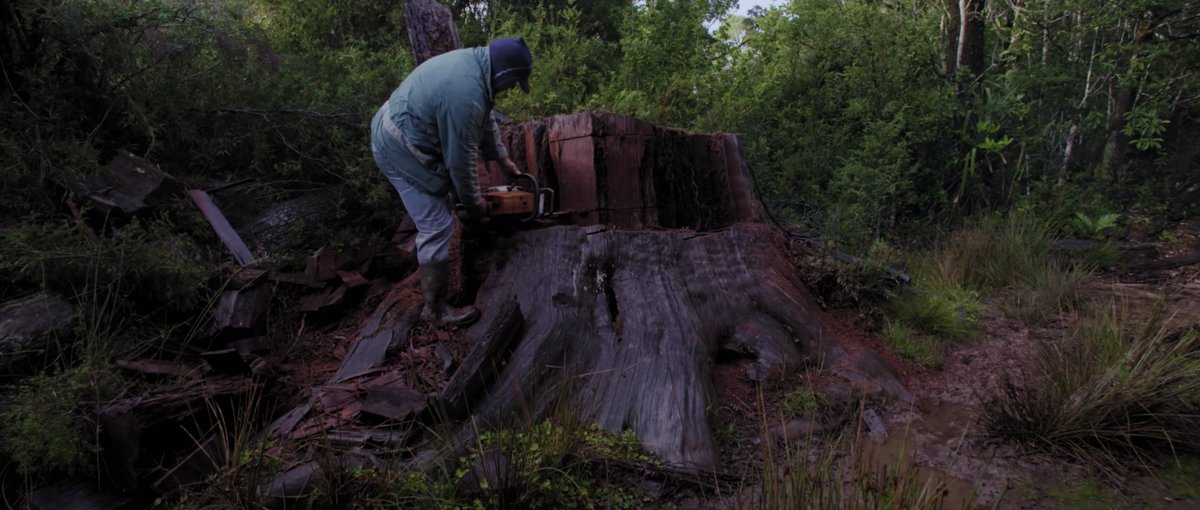 culturas_cl's tweet photo. Cotizada casi como el oro, la madera del #Alerce es explotada hasta el borde de la extinción. Pese a los esfuerzos gubernamentales y científicos por preservar la especie miles silenciosamente traficados hacia los Estados Unidos ➡ https://t.co/zmmuxDOtBn

#TráficoIlícito https://t.co/fRWSibp6HB