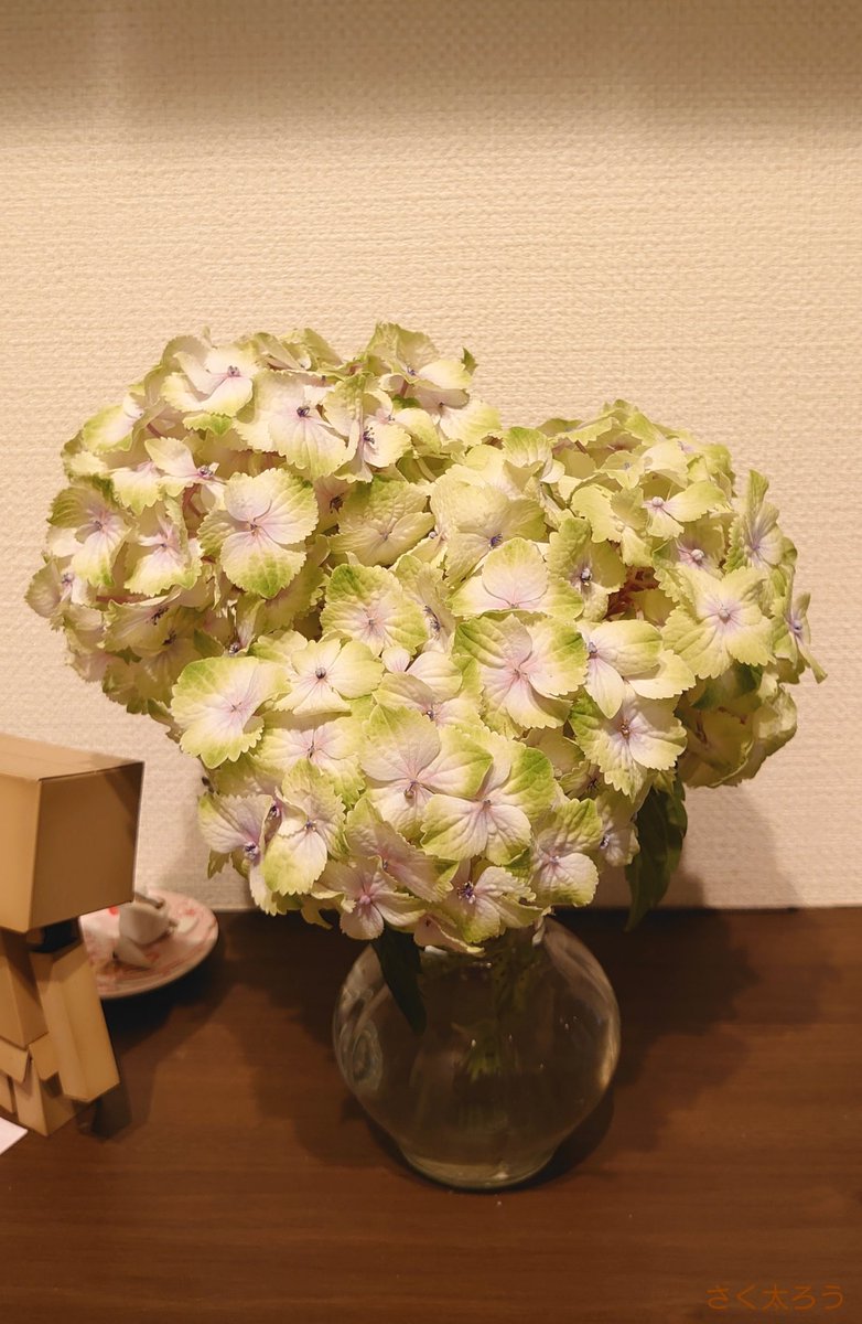 さく太ろう 男装 折れてた茎は切り花に かわいい ハイドランジア レモンキス アジサイ あじさい 庭さく花 ガーデニング 花写真 花 Flower 花のある暮らし 花のある生活 紫陽花 株式会社ハクサン