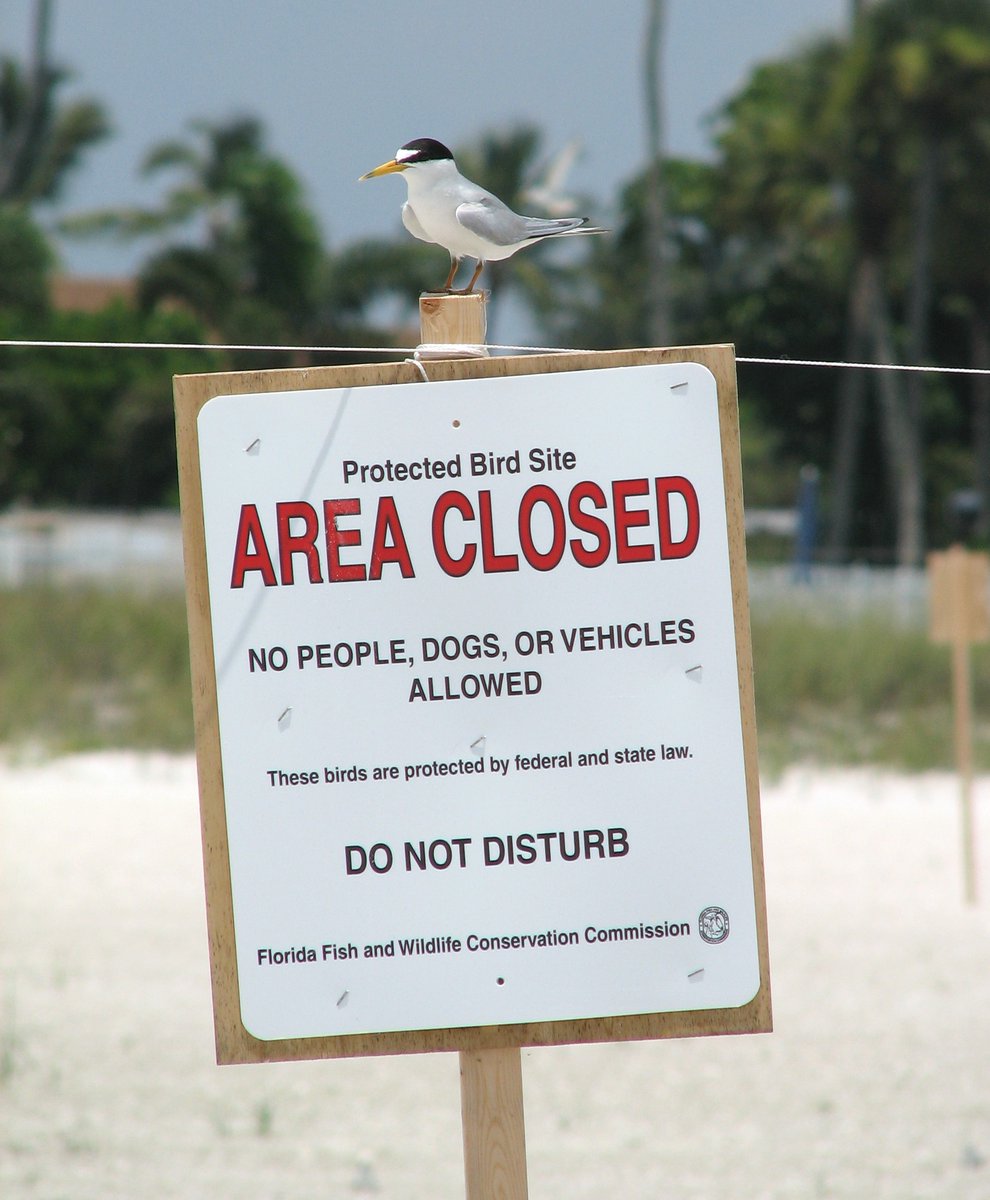 MyFWC's tweet photo. Are you looking for a sign? This is it. It means that you should tell your friends not to enter protected #shorebird nesting areas. https://t.co/jrxnKeeLLS #Florida https://t.co/0VNnXMNJNp