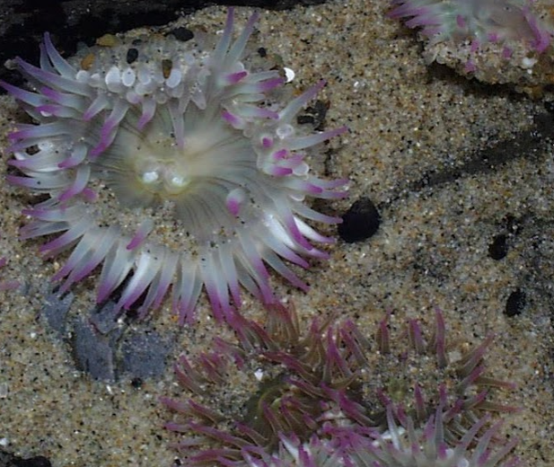 Great work @jackckoch on beautiful Anthopleura! His data suggest that heterotrophy is the predominant trophic strategy rather than autotrophy from symbiosis and that carbonic anhydrase plays many roles in the partnership. @WeisLab