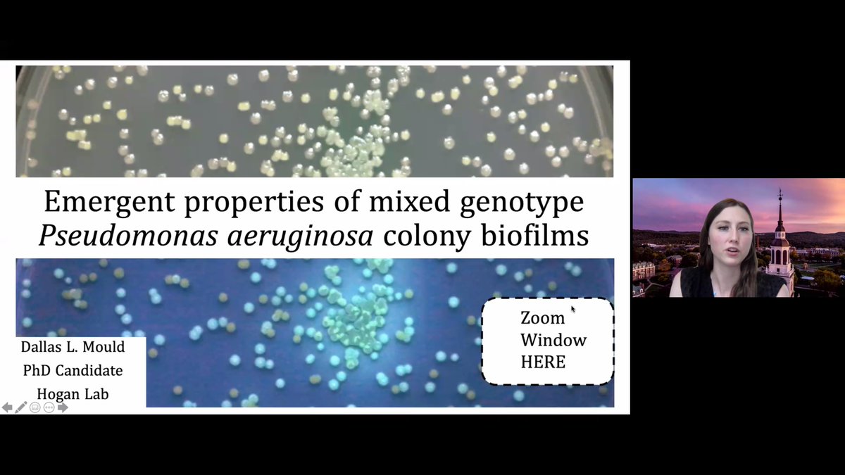 <a href="/MouldDMicrobe/">Dallas L. Mould</a> (from <a href="/thehoganlab/">Deborah Hogan</a>) on the emergent properties of mixed genotype Pseudomonas 
aeruginosa colony biofilms
#biofilms2020