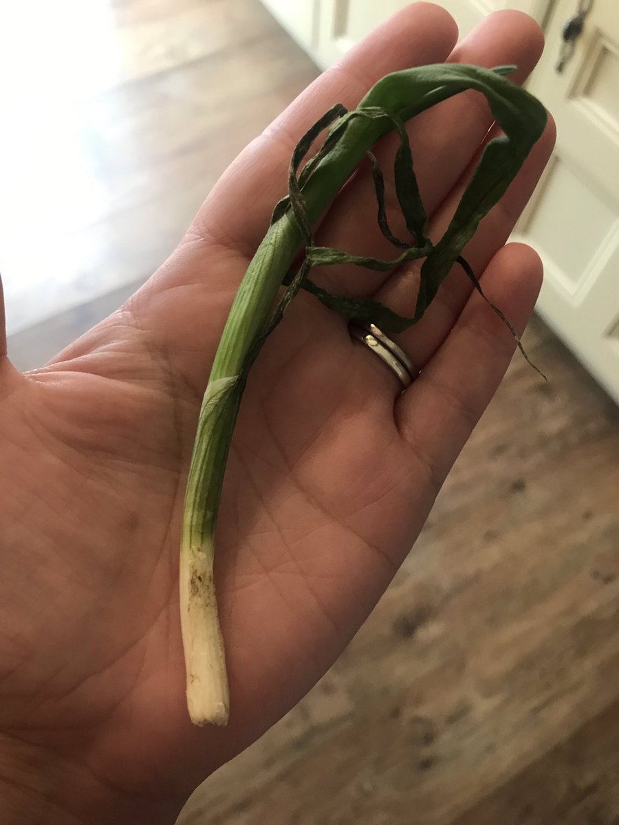 lozvaz's tweet photo. @HelloFreshUK thank you for my spring onion 😂😧 https://t.co/MOAPAtqVVX