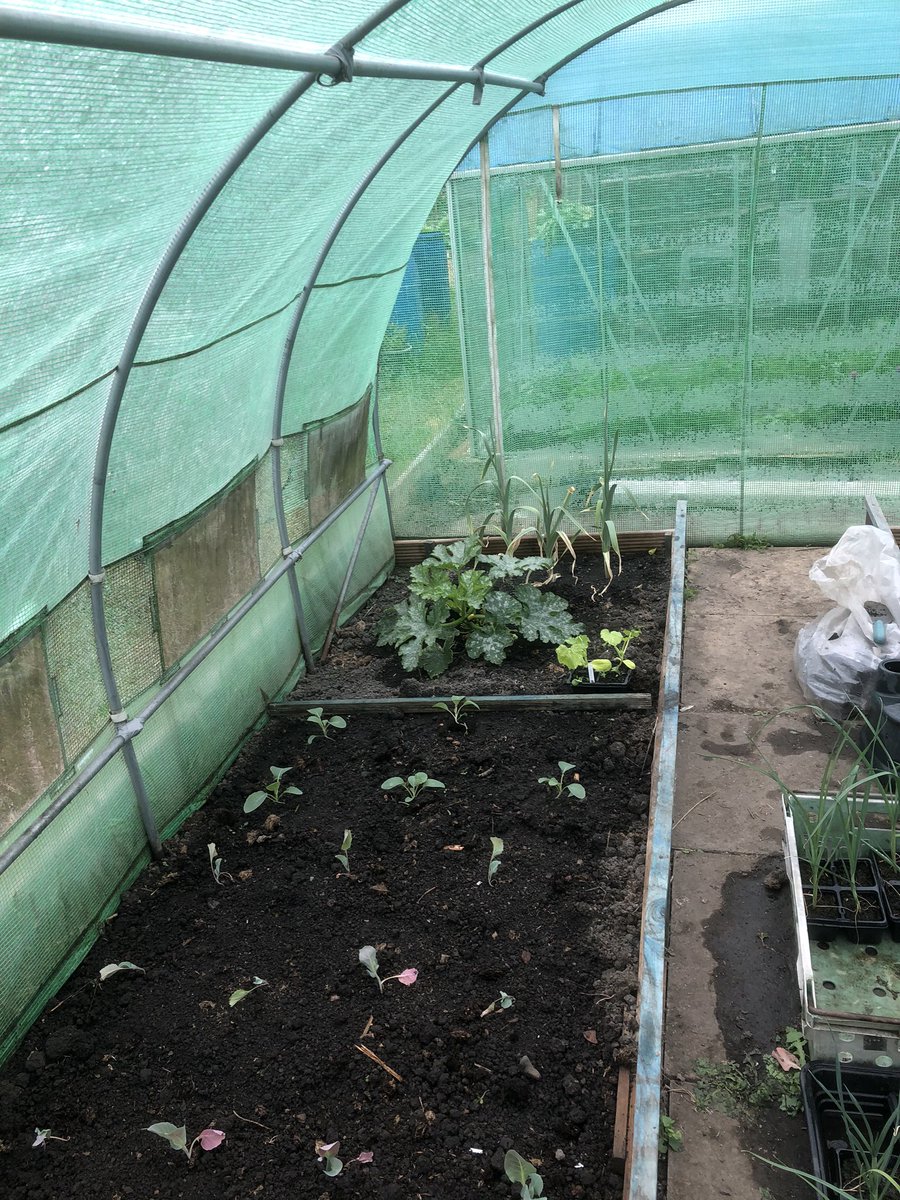 SaraLyndel's tweet photo. Lots #planted, #compost sived and moved. #Nodig section in process of being put together with the yummy home compost. Looking #good now!!!
#Allotment #hardworkpaysoff #FamilyPlot #gyo #organic #greenhouse #shed #Plot20 #sundaymotivation #veg #flowers #PositiveMentalHealth https://t.co/D1S3gNYL6A
