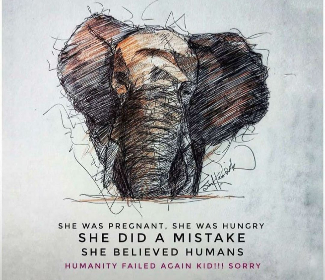 satpalpandey's tweet photo. I see Human's but not Humanity ...

#humanityisdead 

#PunishElephantKillers https://t.co/6Y8avYaMvT