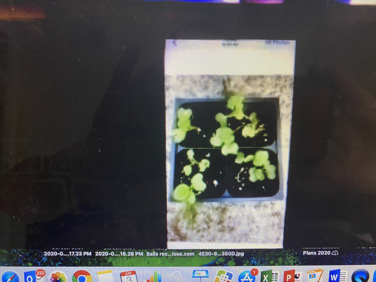 lisav127's tweet image. Today’s Passion Projects: Football &amp;amp; Pollinators and Math!... Rabbits, Pete Rose, Cooking coming tomorrow! @HowellTwpTauntn #expertknowledge #ecg #proudteacheroflittleleaders