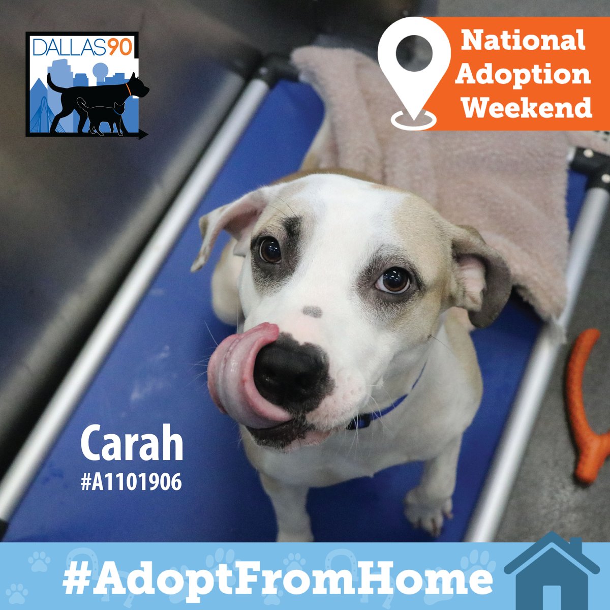 DallasShelter's tweet photo. THIS WEEKEND: #AdoptFromHome! It's @ASPCA #NationalAdoptionWeekend and you can adopt a new best friend like Leena, Carah, or Barclay right from your couch. Head over to https://t.co/SlbbduPgJ6 to view adoptable pets and apply to adopt ONLINE! #SaveLivesWhileSocialDistancing https://t.co/3VJwox4CMG